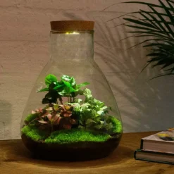 LA GREEN TOUCH - Kit terrarium diy - samos avec led caféier + fittonia rouge et verte - sans outil