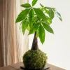 LA GREEN TOUCH - Kokedama - pachira