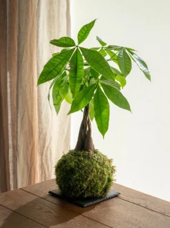 LA GREEN TOUCH - Kokedama - pachira