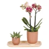 LA GREEN TOUCH - Kolibri company - orchidée rouge jaune et plante succulente sur plateau en bambou