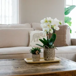 LA GREEN TOUCH - Kolibri company - orchidée rouge jaune et plante succulente sur plateau en bambou