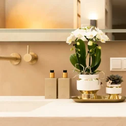 LA GREEN TOUCH - Kolibri company - ensemble orchidée blanche et succulente sur plateau doré