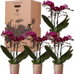 LA GREEN TOUCH - Kolibri orchids - boîte surprise monochrome - boîte avantageuse pour les plantes - avec 4 orchidées