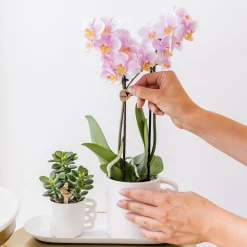 LA GREEN TOUCH - Kolibri orchids - boîte surprise monochrome - boîte avantageuse pour les plantes - avec 4 orchidées