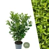 LA GREEN TOUCH - Laurier cerise h125cm pour 10 mètres linéaires de haie 25x12l