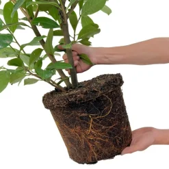 LA GREEN TOUCH - Laurier cerise h125cm pour 10 mètres linéaires de haie 25x12l