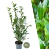 LA GREEN TOUCH - Laurier caucasica h125cm pour 10 mètres linéaires de haie 25x12l
