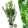 LA GREEN TOUCH - Laurier caucasica h150cm pour 10 mètres linéaires de haie 20x15l