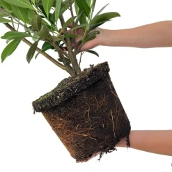 LA GREEN TOUCH - Laurier caucasica h150cm pour 10 mètres linéaires de haie 20x15l