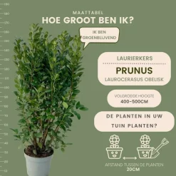 LA GREEN TOUCH - Laurier h150cm pour 10 mètres linéaires de haie 20x15l