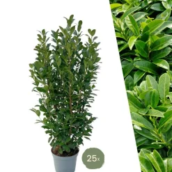 LA GREEN TOUCH - Laurier h125cm pour 10 mètres linéaires de haie 25x12l