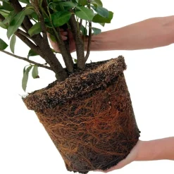 LA GREEN TOUCH - Laurier h125cm pour 10 mètres linéaires de haie 25x12l