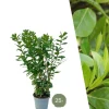 LA GREEN TOUCH - Laurier novita h125cm pour 10 mètres linéaires de haie 25x12l