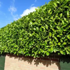 LA GREEN TOUCH - Laurier novita h125cm pour 10 mètres linéaires de haie 25x12l