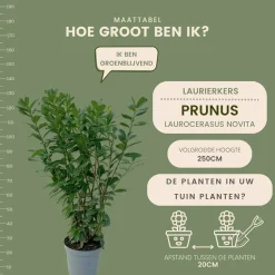 LA GREEN TOUCH - Laurier novita h125cm pour 10 mètres linéaires de haie 25x12l