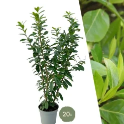 LA GREEN TOUCH - Laurier novita h150cm pour 10 mètres linéaires de haie 20x15l