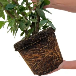 LA GREEN TOUCH - Laurier novita h150cm pour 10 mètres linéaires de haie 20x15l