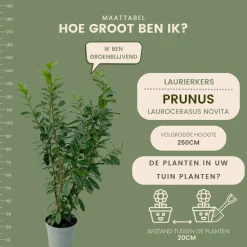 LA GREEN TOUCH - Laurier novita h150cm pour 10 mètres linéaires de haie 20x15l