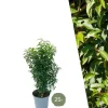 LA GREEN TOUCH - Laurier portugais h100cm pour 10 mètres linéaires de haie 25x12l