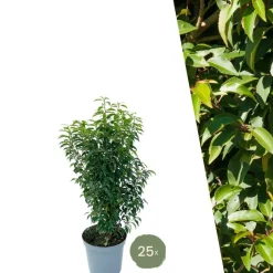 LA GREEN TOUCH - Laurier portugais h100cm pour 10 mètres linéaires de haie 25x12l