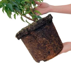 LA GREEN TOUCH - Laurier portugais h100cm pour 10 mètres linéaires de haie 25x12l