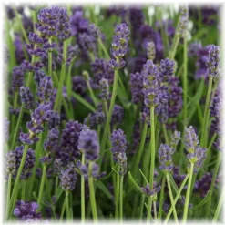 LA GREEN TOUCH - Lavande angustifolia felice® lot de 6 - 12 cm - plante fleurie extérieur