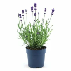 LA GREEN TOUCH - Lavande angustifolia felice® lot de 6 - 12 cm - plante fleurie extérieur