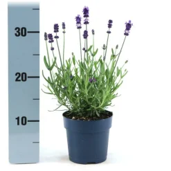 LA GREEN TOUCH - Lavande angustifolia felice® lot de 6 - 12 cm - plante fleurie extérieur