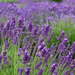 LA GREEN TOUCH - Lavande angustifolia felice® x 24