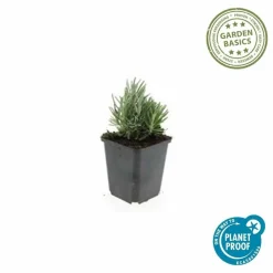 LA GREEN TOUCH - Lavande angustifolia 'dwarf blue' x20 – entre 1,25 et 1,67m2