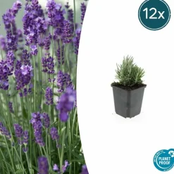 LA GREEN TOUCH - Lavande angustifolia 'dwarf blue' x20 – entre 1,25 et 1,67m2