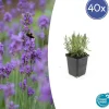 LA GREEN TOUCH - Lavande angustifolia 'munstead' x40 – entre 2,5 et 3,33m2