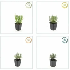 LA GREEN TOUCH - Lavande angustifolia 'munstead' x40 – entre 2,5 et 3,33m2