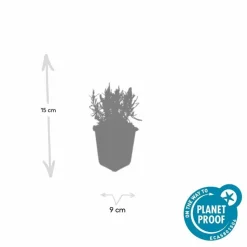 LA GREEN TOUCH - Lavande angustifolia 'munstead' x40 – entre 2,5 et 3,33m2
