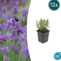 LA GREEN TOUCH - Lavande angustifolia 'munstead' x20 – entre 1,25 et 1,67m2