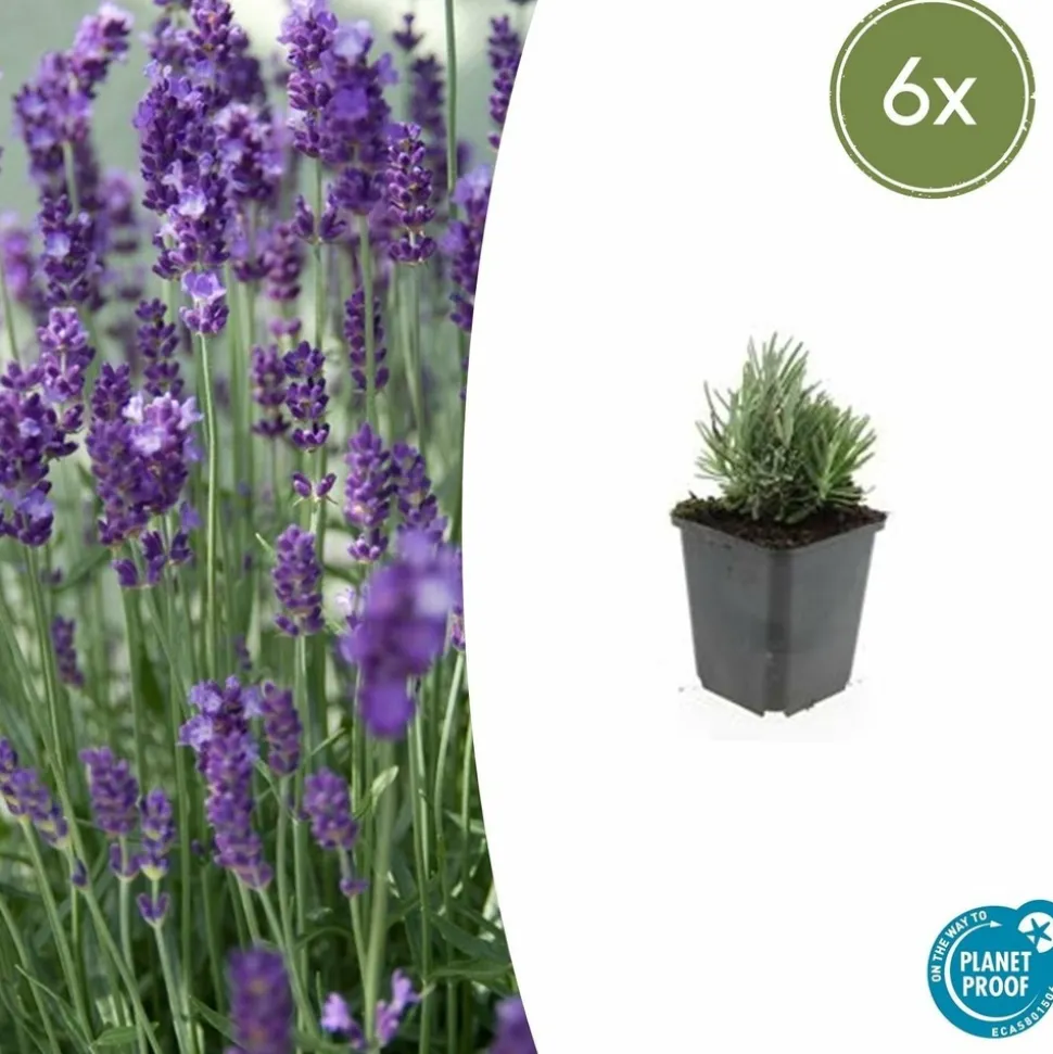 LA GREEN TOUCH - Lavande angustifolia 'dwarf blue' x6 – entre 0,38 et 0,5m2