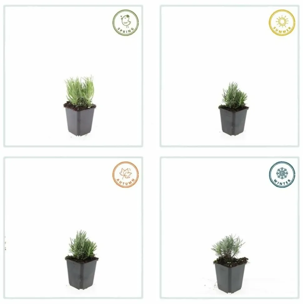 LA GREEN TOUCH - Lavande angustifolia 'dwarf blue' x6 – entre 0,38 et 0,5m2