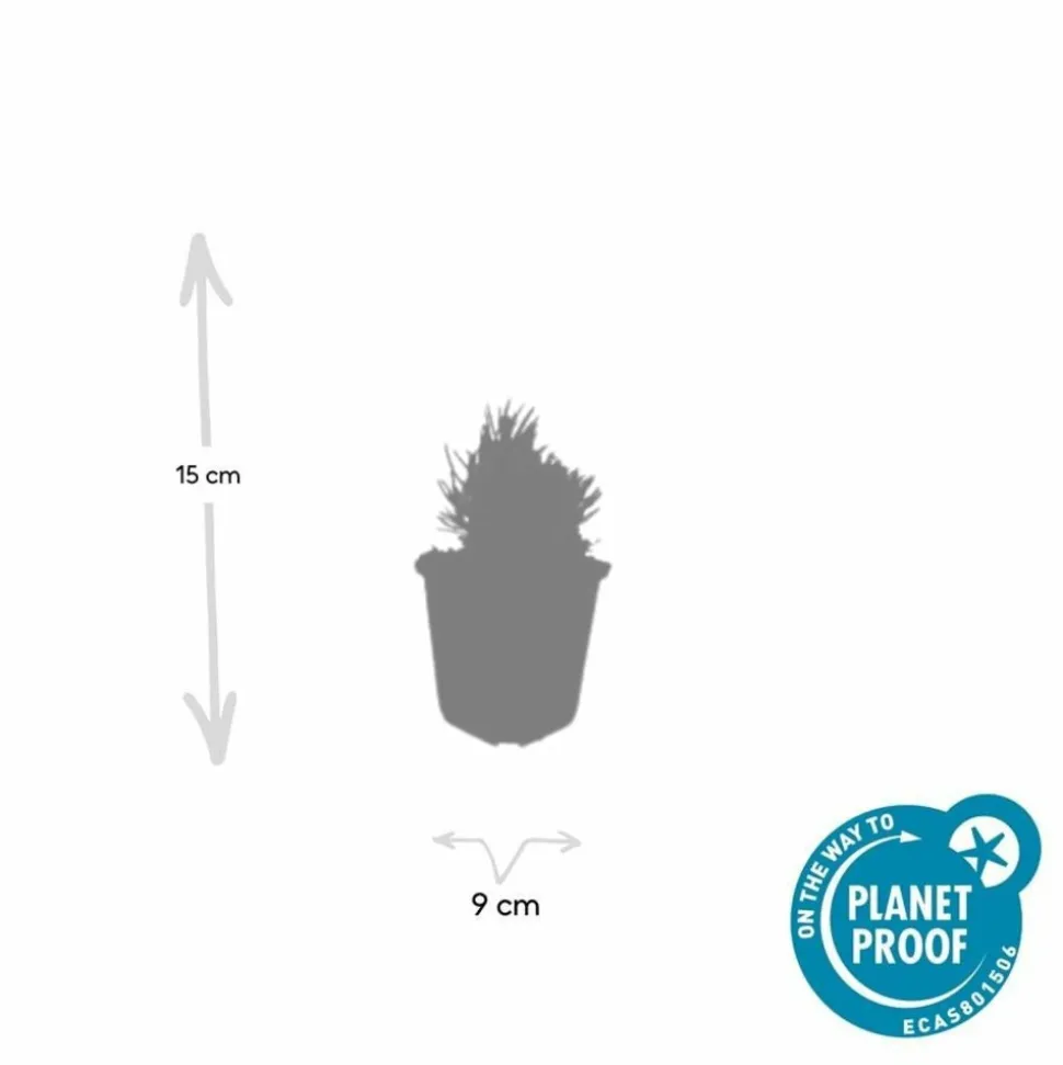 LA GREEN TOUCH - Lavande angustifolia 'dwarf blue' x6 – entre 0,38 et 0,5m2