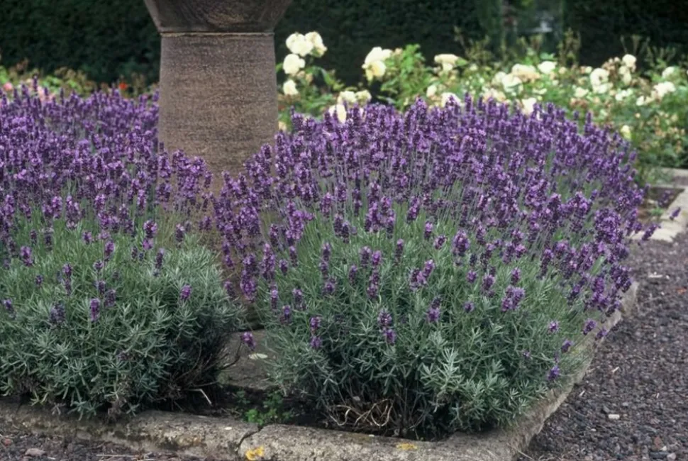 LA GREEN TOUCH - Lavande angustifolia 'dwarf blue' x6 – entre 0,38 et 0,5m2