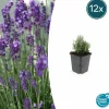 LA GREEN TOUCH - Lavande angustifolia 'dwarf blue' x12 – entre 0,75 et 1m2