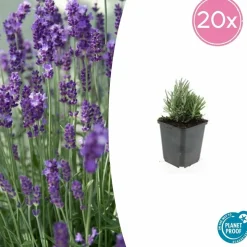 LA GREEN TOUCH - Lavande angustifolia 'dwarf blue' x12 – entre 0,75 et 1m2