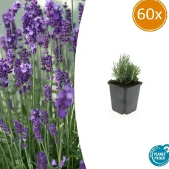 LA GREEN TOUCH - Lavande angustifolia 'dwarf blue' x60 – entre 3,75 et 5m2