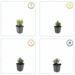 LA GREEN TOUCH - Lavande angustifolia 'dwarf blue' x60 – entre 3,75 et 5m2