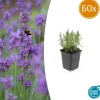 LA GREEN TOUCH - Lavande angustifolia 'munstead' x60 – entre 3,75 et 5m2