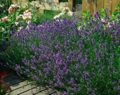 LA GREEN TOUCH - Lavande angustifolia 'munstead' x60 – entre 3,75 et 5m2