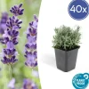 LA GREEN TOUCH - Lavande 'hidcote' x40 – entre 2,5 et 3,33m2