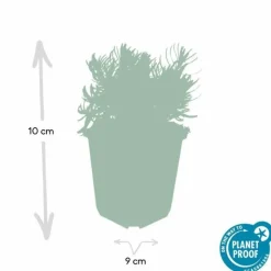 LA GREEN TOUCH - Lavande 'hidcote' x6 – entre 0,38 et 0,5m2
