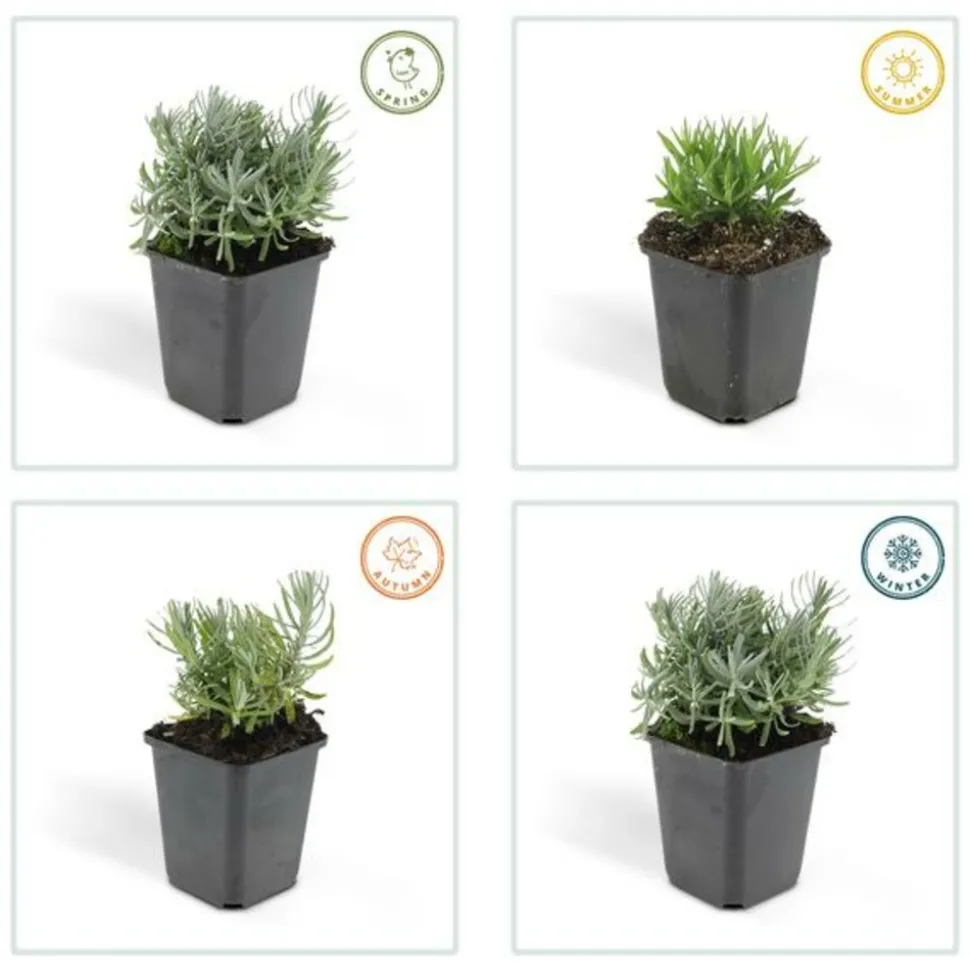 LA GREEN TOUCH - Lavande 'hidcote' x6 – entre 0,38 et 0,5m2