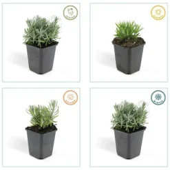 LA GREEN TOUCH - Lavande 'hidcote' x20 – entre 1,25 et 1,67m2