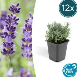 LA GREEN TOUCH - Lavande 'hidcote' x20 – entre 1,25 et 1,67m2